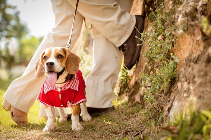 Noivos com PETs: incluiria o seu bichinho em qual destes ensaios? 3