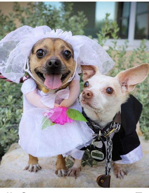 Dois chihuahuas inseparáveis se 'casam' em lar de animais nos Estados Unidos 🤎🤎 2