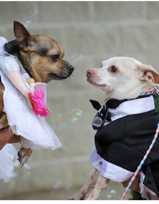 Dois chihuahuas inseparáveis se 'casam' em lar de animais nos Estados Unidos 🤎🤎 3