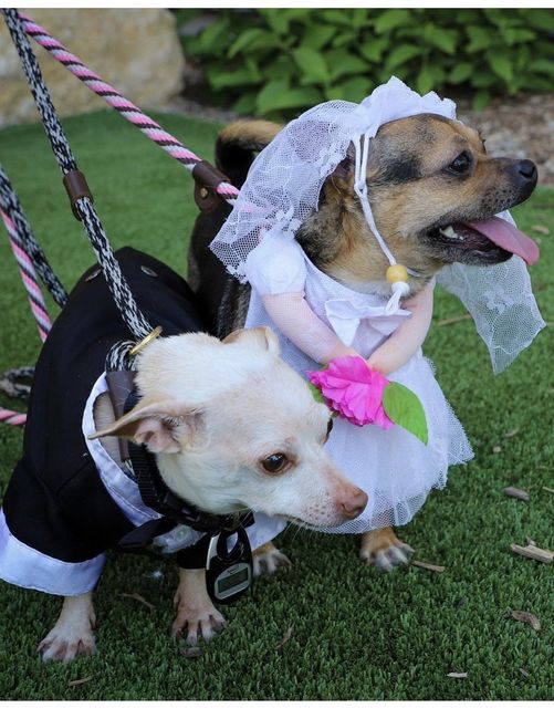Dois chihuahuas inseparáveis se 'casam' em lar de animais nos Estados Unidos 🤎🤎 4