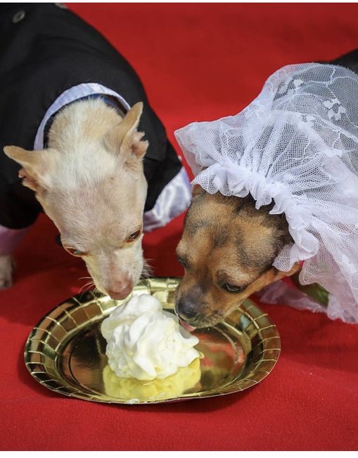 Dois chihuahuas inseparáveis se 'casam' em lar de animais nos Estados Unidos 🤎🤎 9