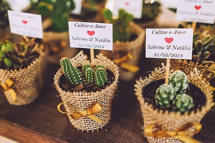 🌵 Plantas suculentas: SIM ou NÃO? 1