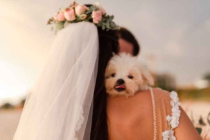 Destaque o estilo e temperamento do seu pet nas fotos pré-casamento! - 6