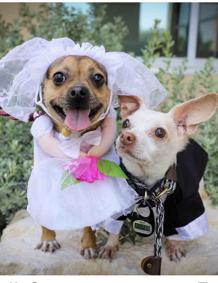 Dois chihuahuas inseparáveis se 'casam' em lar de animais nos Estados Unidos 🤎🤎 - 1