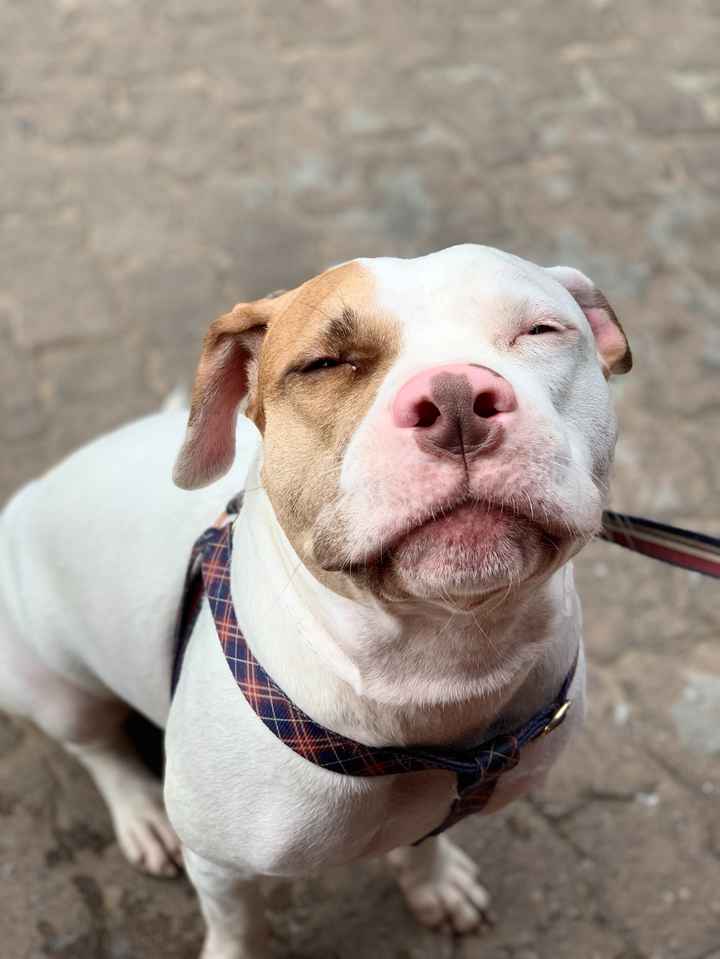 Alguma noivinha que tem um pet que vai entrar no casamento ? - 1