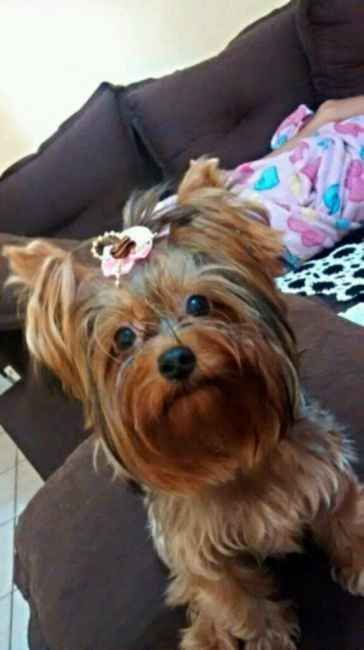 Meu cão vai estar na cerimônia rs - 1