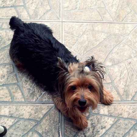 Meu cão vai estar na cerimônia rs - 2