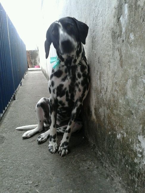 Dog... - 1