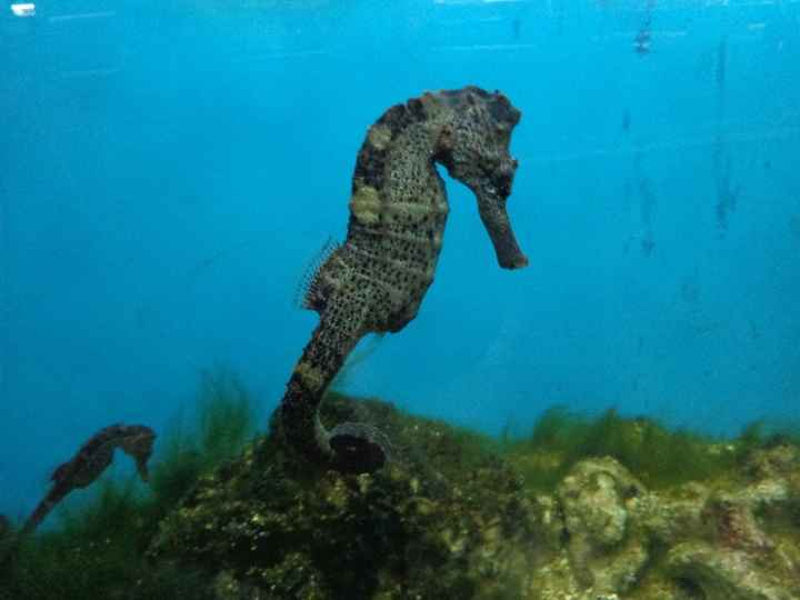 Aquário de Porto de Galinhas