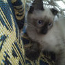 Dione