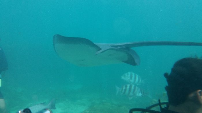 Parque XCaret - arraias