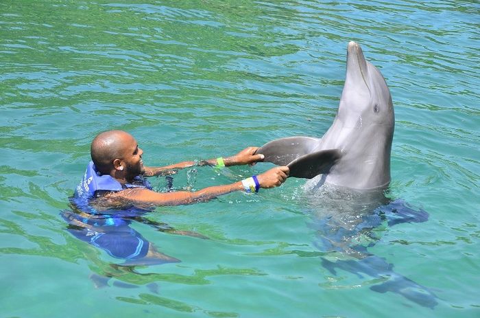 Parque Xel-ha - golfinhos
