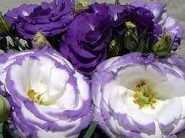 Roxo, lilás e branco