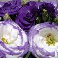 Roxo, lilás e branco