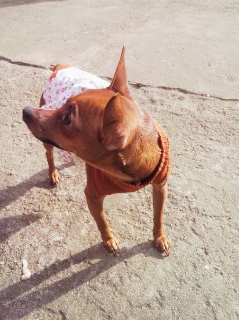Casou comigo, casou com o meu cachorro! - 4