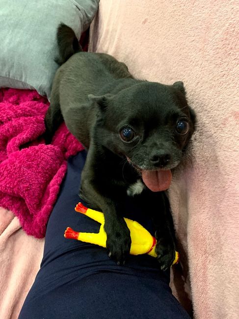 Já conversaram sobre… ter ou não ter pets? 1