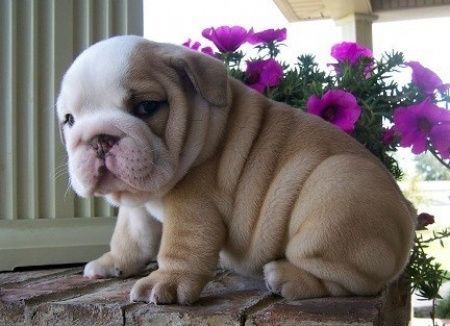 Meu bulldoguinho
