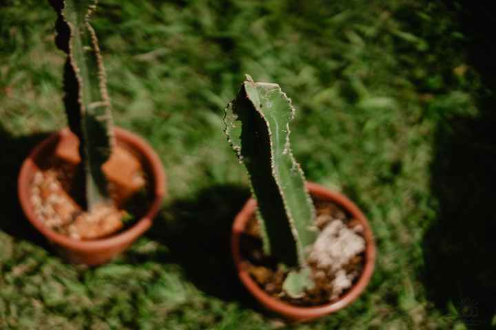 Cactos