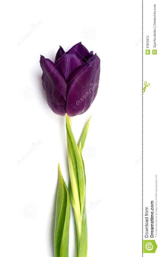 Quais flores preferidas para o buquê?! - 12