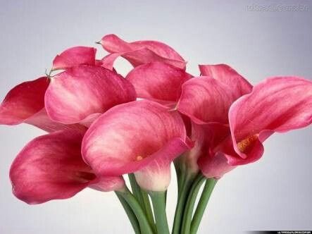 Quais flores preferidas para o buquê?! - 1