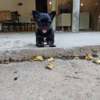 Noivos com PETs: incluiria o seu bichinho em qual destes ensaios? - 1