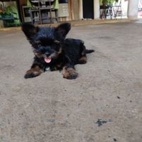 Noivos com PETs: incluiria o seu bichinho em qual destes ensaios? - 2