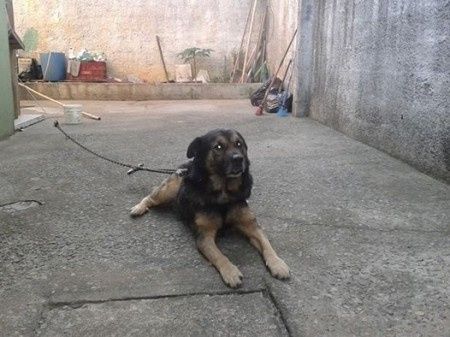 Meu toto