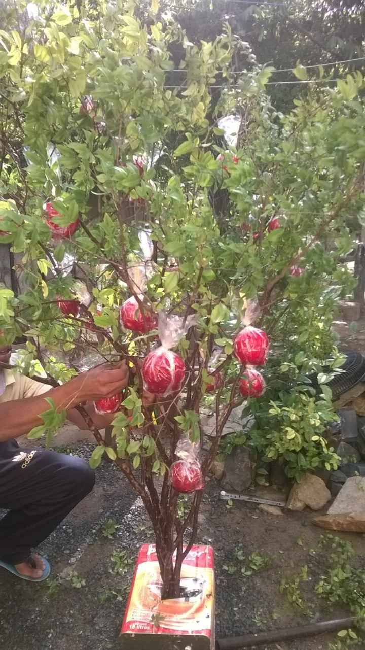 árvore de maçã ?? do amor
