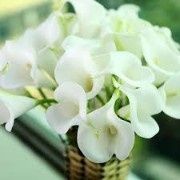 Flores