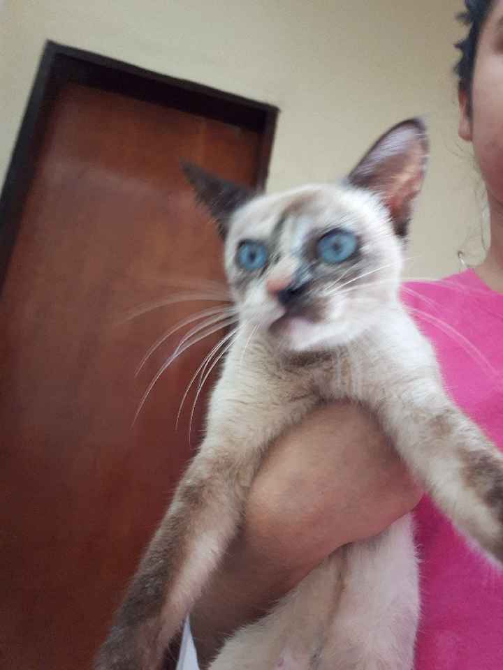 Como tudo começou 😹😹 - 1