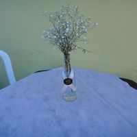 Vasos