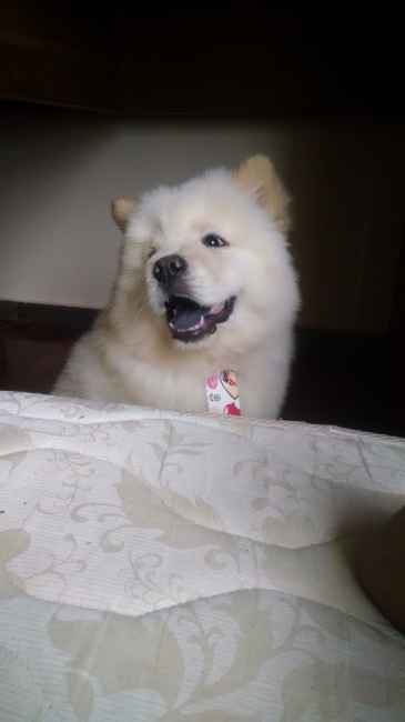 meu bebe