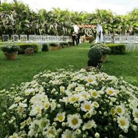 Casamento ao ar livre, idéias!!?? - 11