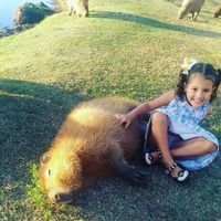 Pré wedding e febre maculosa? - 2