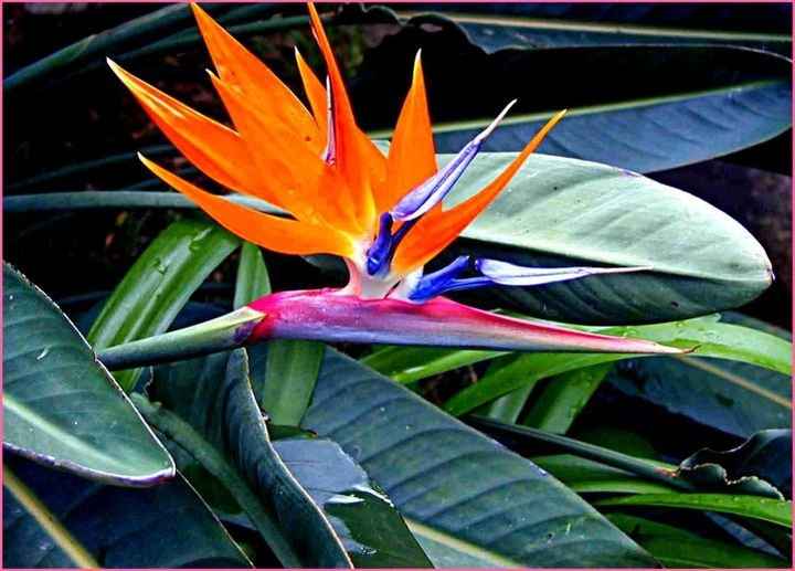 strelitzia