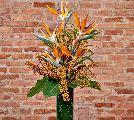 Arranjo de strelitzia