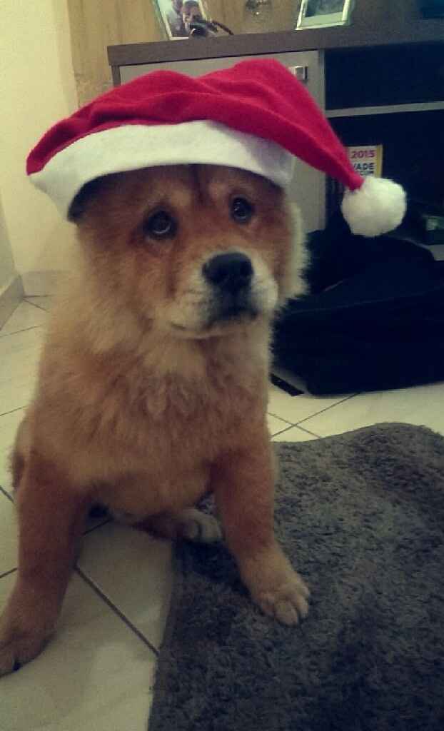 Boas festas! - 1