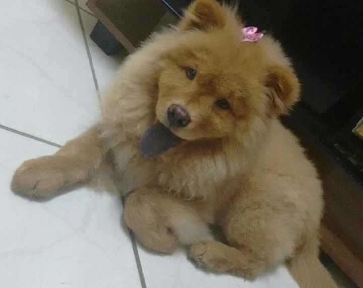 Dog no casamento ? - 1