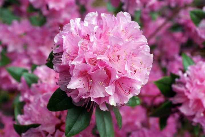 Azáleias 