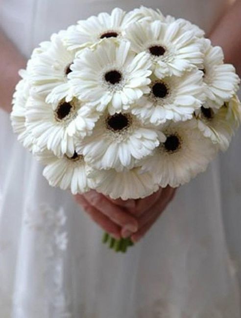 Gerbera - Alegria 