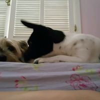 Cachorrinhas e alianças! - 1