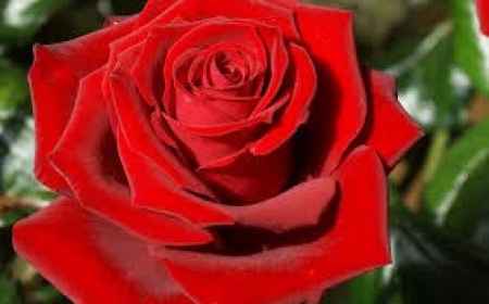 Rosa Vermelha