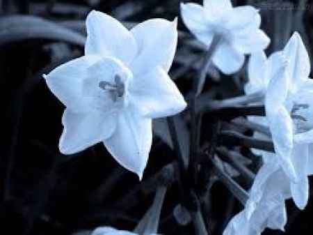 Narciso