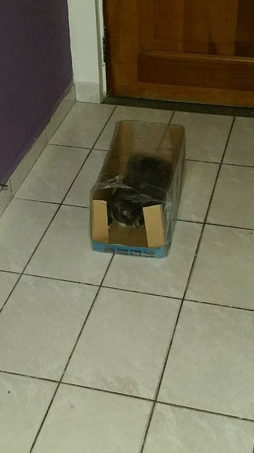 Nossa mascote - 1