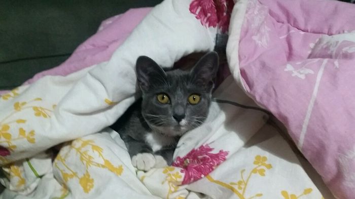Nossa mascote - 1