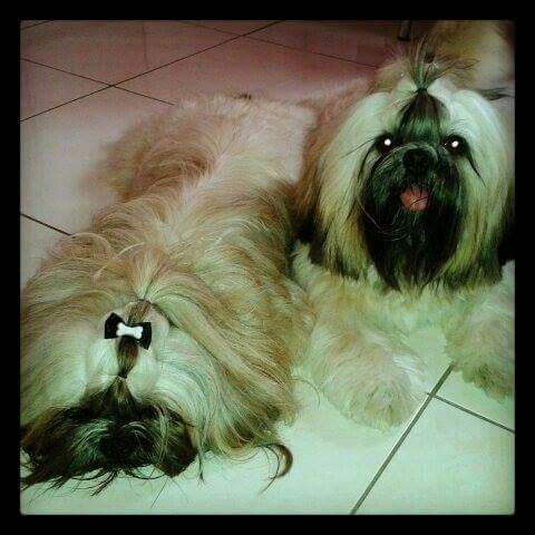 Quem aqui tem um filho de quatro patas ? #vemver - 1