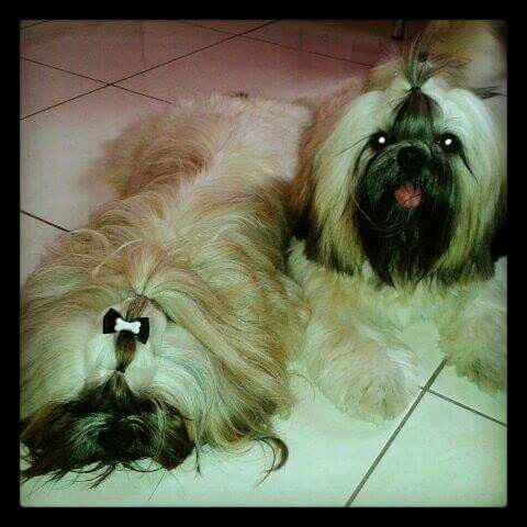 Quem aqui tem um filho de quatro patas ? #vemver - 1