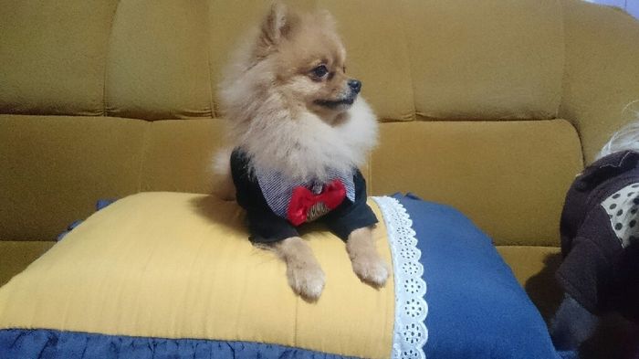 Meu pajem - 2