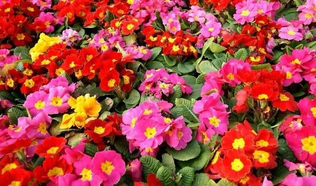Flores