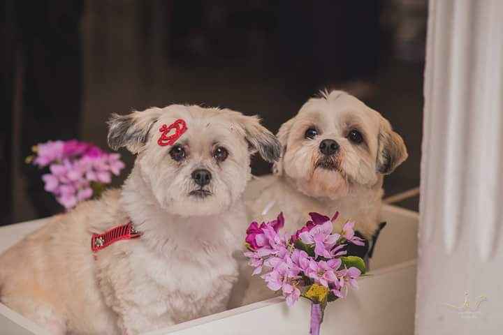 Fotos oficiais - morrendo de amores! - 8